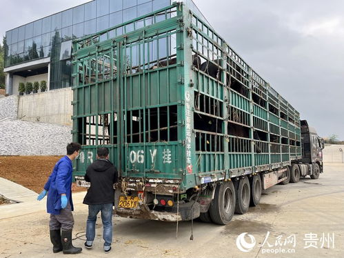 贵州 数实相融 产业聚能